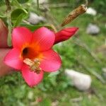 Cantua buxifolia Flower