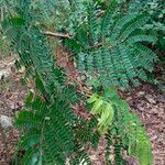 Albizia adianthifolia Delienn