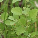 Sida cordifolia Leaf