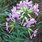 Saponaria officinalis Λουλούδι