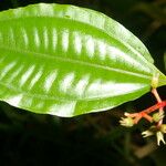 Miconia lateriflora Ліст