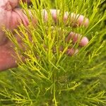 Baccharis sarothroides Hoja