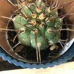 Matucana madisoniorum 葉