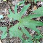 Petasites frigidus Leaf