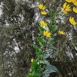 Helianthus strumosus Blomst