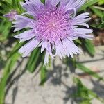 Stokesia laevisFlower