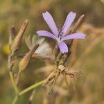 Lactuca inermis Цвят