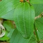 Galium rubioides Ліст
