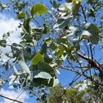 Eucalyptus cinerea Foglia