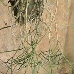 Tridactyle filifolia Övriga