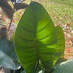 Philodendron erubescens Fulla