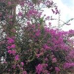 Bougainvillea glabraLehti