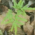 Lygodium venustum Листок