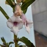 Sesamum orientale Květ