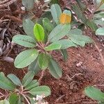 Hibbertia pancheri 整株植物