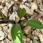 Bupleurum rigidum Leaf