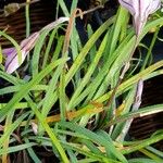 Ipheion uniflorum Leaf