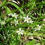 Thesium pyrenaicum Λουλούδι