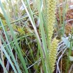 Carex utriculata