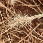 Aristida congesta Blüte