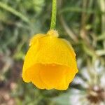 Ranunculus macrophyllus Цветок