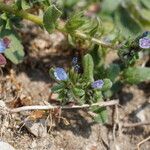 Echium parviflorum Flor
