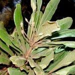 Pittosporum hematomallum Staniste