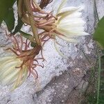 Epiphyllum oxypetalum Цветок