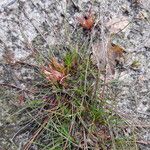 Juncus bulbosus Leaf