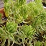 Sedum reflexum Φύλλο