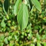 Cornus amomum Hoja