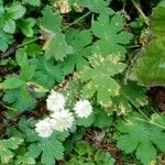 Astrantia carniolica Flor