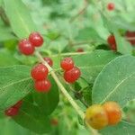 Lonicera morrowii Плод