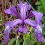 Iris douglasiana Blomst