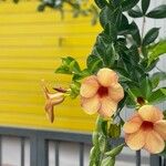 Allamanda blanchetii Flors