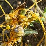 Cuscuta campestris Frugt