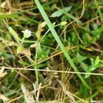 Cerastium nutans Flower