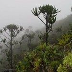 Araucaria muelleri Агульны выгляд