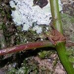 Begonia glabra 樹皮