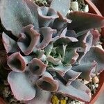 Echeveria shaviana برگ