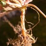 Corydalis flavula Virág