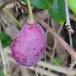 Holboellia coriacea Fruit