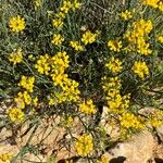 Coronilla junceaFlower