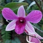 Dendrobium bigibbum Цветок