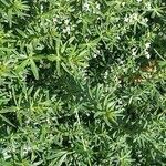 Galium album Habit