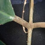 Anthonotha macrophylla چھال