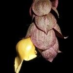 Gmelina philippensis Floare