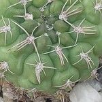 Gymnocalycium capillense Leaf