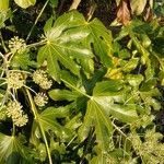 Fatsia japonicaഇല