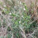 Hibiscus micranthus 整株植物